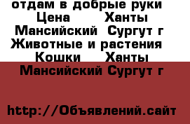 отдам в добрые руки › Цена ­ 1 - Ханты-Мансийский, Сургут г. Животные и растения » Кошки   . Ханты-Мансийский,Сургут г.